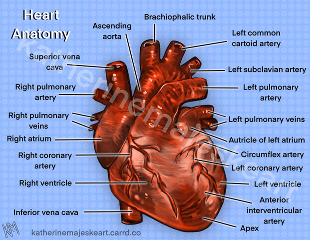 Heart anatomy