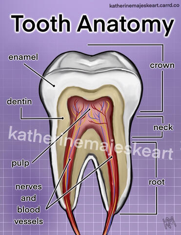 Tooth Anatomy