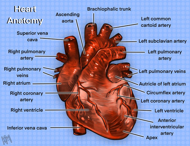 Heart Anatomy