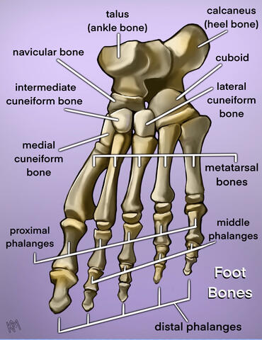 Foot Bones