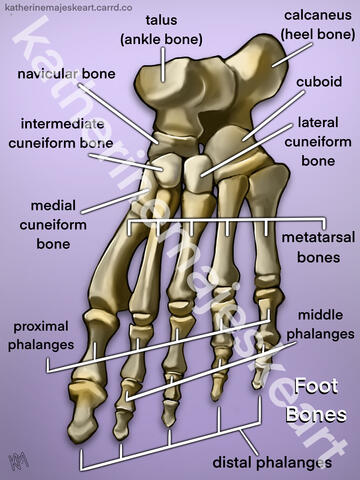 Foot bones