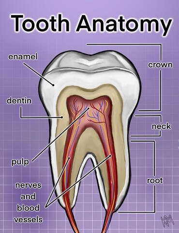 Tooth Anatomy