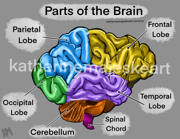 Parts of the Brain